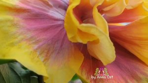 #Hibiscus Gator Magic   #geragibis #гибискус