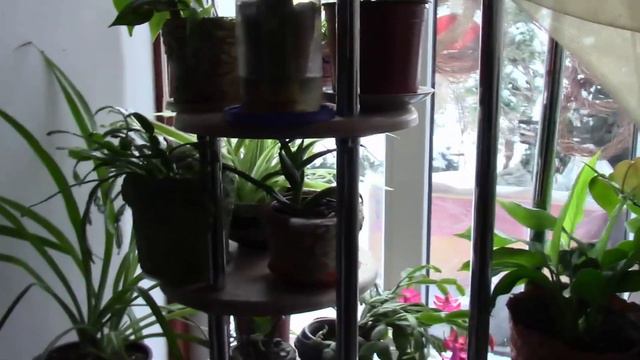 РОЖДЕСТВЕННИК, ЦВЕТЁТ ИЛИ НЕТ?! ПРИЧИНА? смотреть онлайн