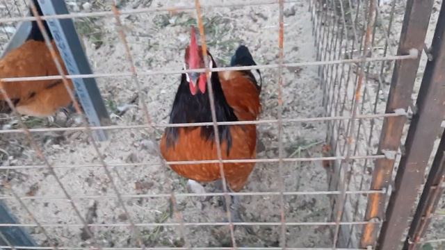 ?КУРЫ ПОРОДЫ ФОРВЕРК?#Куры#красавицымои смотреть онлайн