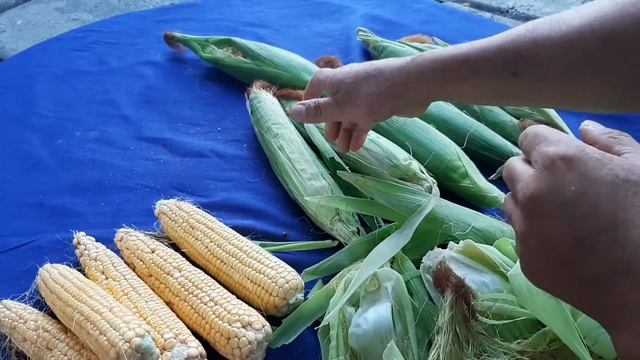 Варим кукурузу, вкус детства. Жугері пісіреміз. смотреть онлайн