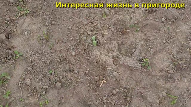 Жизнь в деревне/Как такое может быть/Нужен совет/Утка села на яйца/Влог