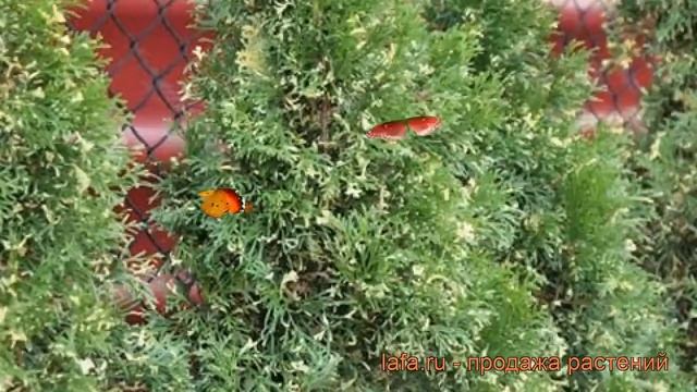 Туя западная Смарагд Варигата (smaragd variegata) ? обзор: как сажать, саженцы туи Смарагд Варигата