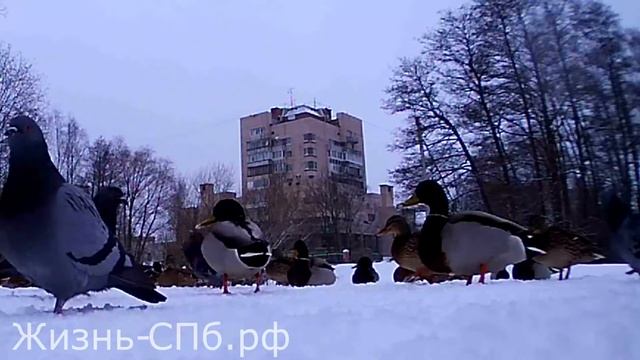 Голуби скрытой камерой смотреть онлайн