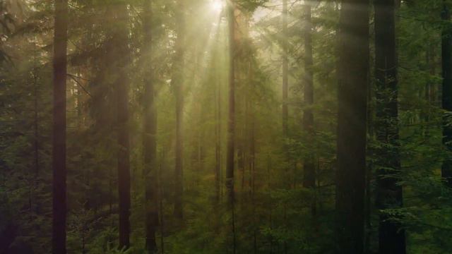 I Am Not My Trauma. Rising Through The Ashes смотреть онлайн