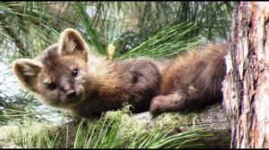 Сказка про бельчонка и его маму.