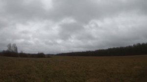 Охота загонная в Беларуси с русско-европейскими лайками#9|Wild boar hunting in Belarus with huskies