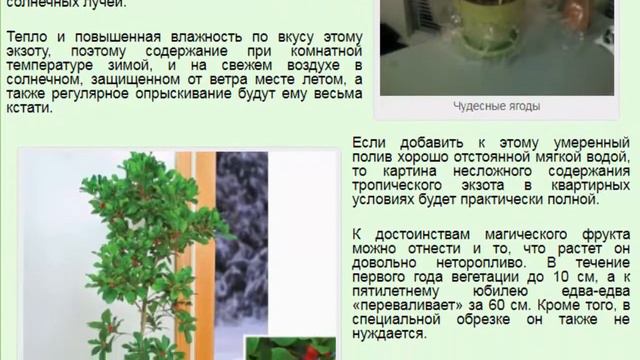 Чудесные ягоды, Путерия сладковатая, Магический фрукт, Miracle Fruit, Синсепалум