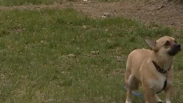 Собака с пороком сердца смотреть онлайн