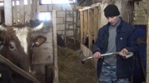 антибрык для коров, как доим первотелку и зачем нам антибрык