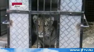 Канал новости  Стоит ли заводить экзотических животных