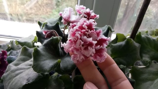 Шикарно зацвела фиалка ! смотреть онлайн