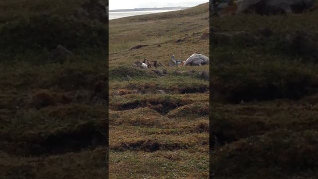 Песец является хищным млекопитающим семейства псовых, рода песцы. смотреть онлайн