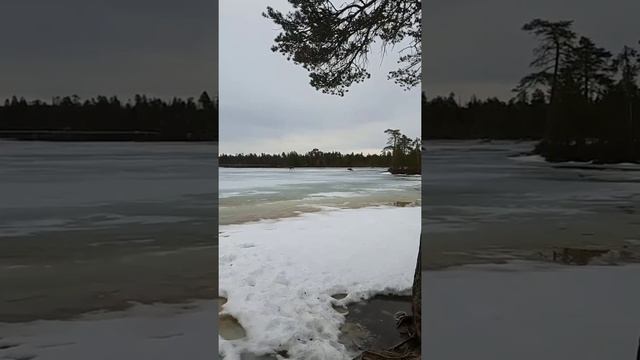 Дикие северные животные – герои в сториз мурманчан