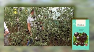 Целебный томат ЗЕМБА