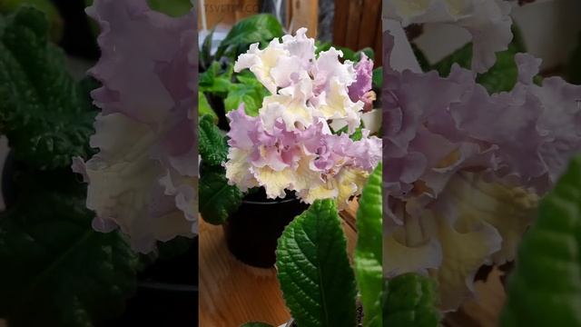 ZM-Маршмеллоу. Стрептокарпус. смотреть онлайн