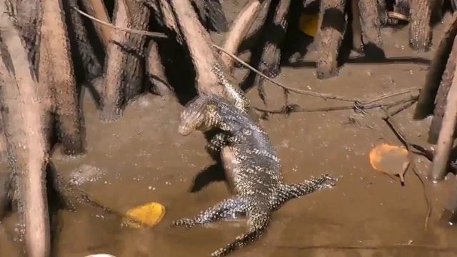 Шри - Ланка.   г. Бентота.  Речное сафари. Мангровые заросли | Sri-Lanka. Bentota.  River Safari.
