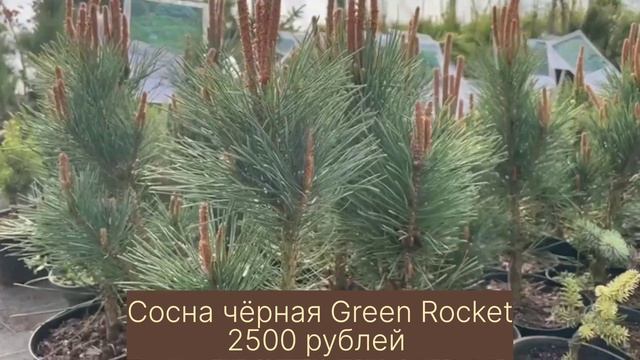 Обзор хвойных и многолетних растений питомника Гарден Плантс.   Garden Plants.