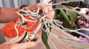 В грунте СГНИЛО ВСЁ. Спасение в ВЕРХНИХ КОРНЯХ орхидей. Применю Экстренный способ восстановления.