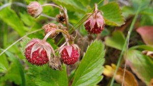 Гой ты Русь моя родная🌾🌾🌾🌼🌼🌼🌻🌻🌻