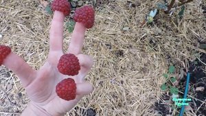 Малина Шапка Мономаха. Ягоды на пальцах как шапки)