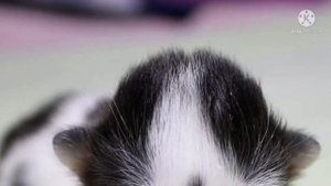 Беременная кошка всех боялась! Родив котят, она не захотела о них заботиться…