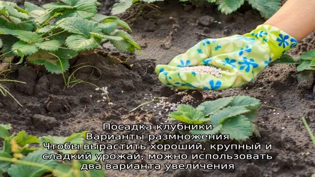 Как вырастить крупную клубнику