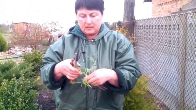 Черенки лаванды высаживаем в грунт (Часть 3) смотреть онлайн