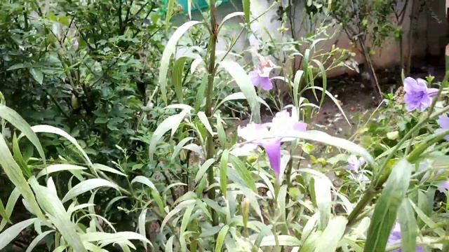 no maintenance permanent flowering plant / Mexican petunia care / all about Mexican petunia