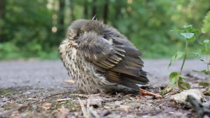 Птенец дрозда