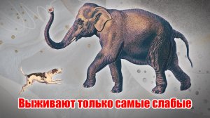 Выживают только самые слабые (Момент Творения)