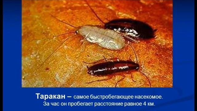 Тараканы размером с собаку. А, что, если бы... смотреть онлайн