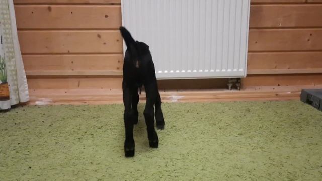 Англо-нубийская козочка на продажу, дата рождения 09.10.22г смотреть онлайн