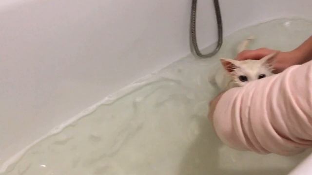 КОТЁНОК КУПАЕТСЯ ПЕРВЫЙ РАЗ В ЖИЗНИ || смелая маленькая кошечка смотреть онлайн