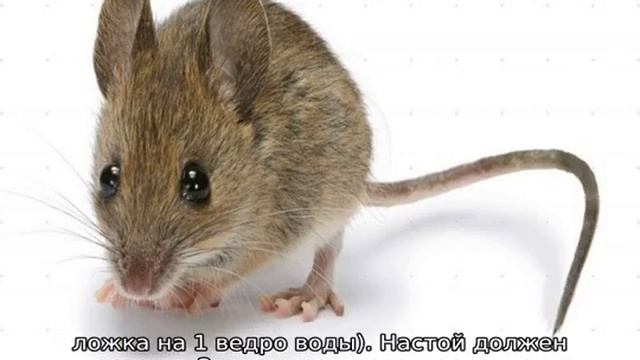 Вредители яблони