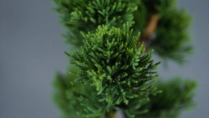 Виссел'с Сагуаро -Кипарисовик Лоусона(Chamaecyparis lawsoniana 'Wissel's Saguaro') описание растени