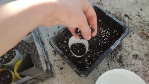 Эустома. Комнатная эустома. Эустома от посева до пикировки. #эустома #лизиантус #рассадацветов