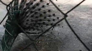 Замок Шато Эркен и Гедуко