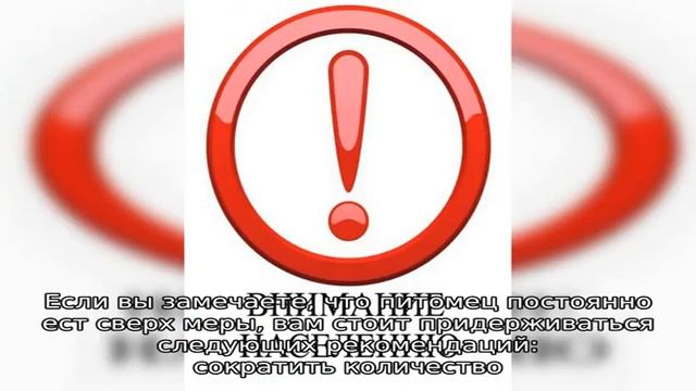 Ожирение у хомяков и чем оно грозит
