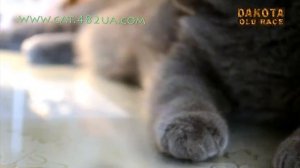 Алиса кошка британской породы, занятное видео о кошках