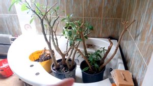 Бругмансия,в дома.