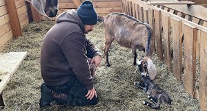 КОГО РОДИЛА КОЗА? МЫ ЧУТЬ ИХ НЕ ПОТЕРЯЛИ! ЭТО ОСТАЕТСЯ НЕИЗМЕННЫМ! НАША ФЕРМА!