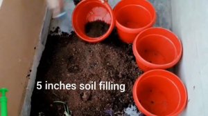 How to Grow Garlic Lilly/ Tulbaghia violacea/ Society Garlic