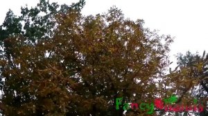 Собираем природные материалы для поделок