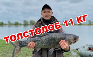 Ого, Толстолобик - 11 килограмм, а поймал сачком!