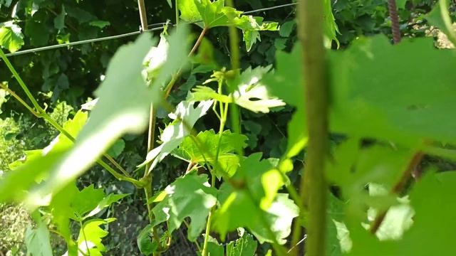 Ожоги листьев на винограде.Не повторяйте моих ошибок! смотреть онлайн