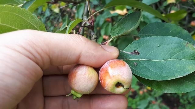 Malus Evereste - grow & care (Crabapple) смотреть онлайн