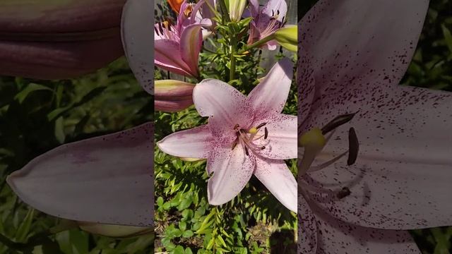 #июль2023 #дача #лилейник #лилии Обзор сада/Лилии.... смотреть онлайн