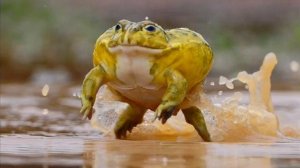 Фильм про лягушек и головастиков