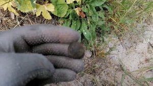 Интересные находки в одном лесу. Коп с Нокта макро симплекс (Nokta makro simplex +)