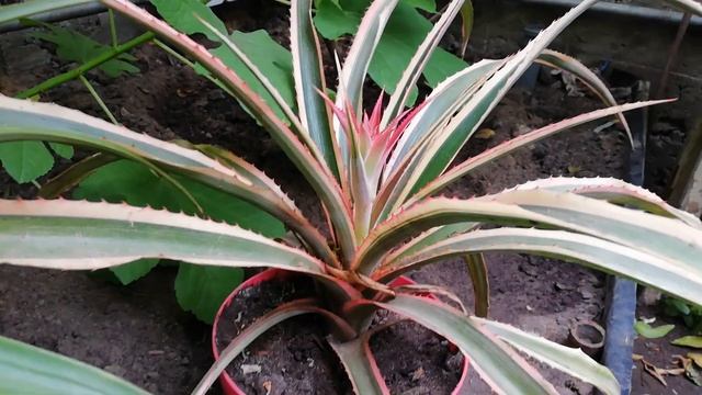 Выращиваем ананасы дома. Результаты смотреть онлайн